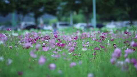 flower feild