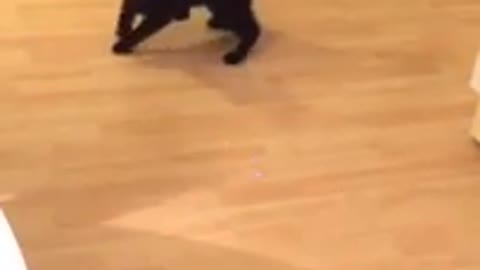 Black kitten spins until dizzy