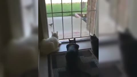 The cat is watching the bird quietly, but the dog comes in at this moment, frightening everyone