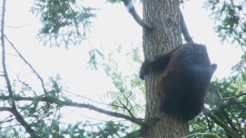 Black Bear Climbing In Tree