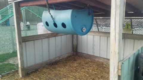 Goat & Chicken Proof Emu Feeder