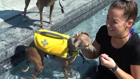 Teaching your dog swimming