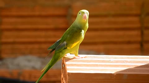 Brazilian green parrot