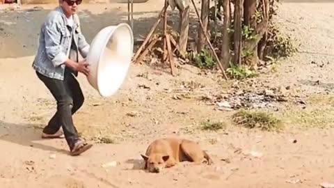 Prank Dogs With Fake Lion|Fake Tiger| Huge Box Prank