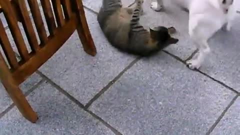 dog and cat playing