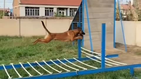 Dogs training