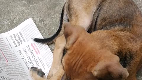 Cute Puppy wants to sleep on newspaper!