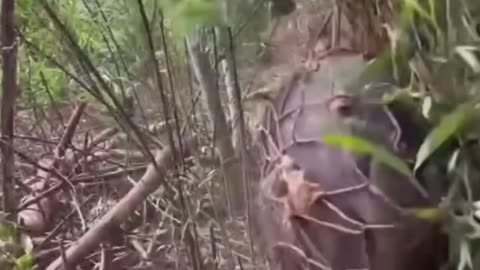 #how a Boar is caught in a net. #wild #boar #animal #life