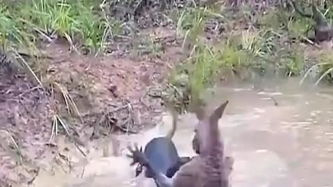 EPIC FIGHT BETWEEN KANGAROO AND DOG AND THE KANGAROO WANTS TO DROWN THE DOG IN THE WATER😱😱😱😱