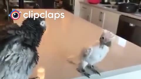 Funny Animals - Hip hop bayby Bird