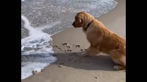 Water dog video funny dog video