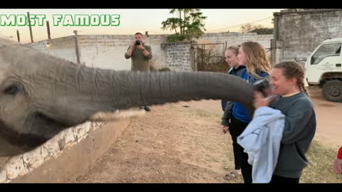 Amazing cat playing football and elephant kiss beautiful girl