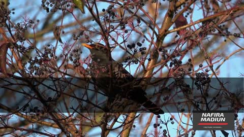 The Top 7 Bird Facts! | NafiraMadiun