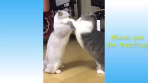 Love and kiss he or she cutecat