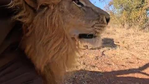 Taking LION PRIDE for a RIDE