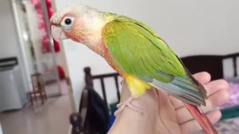 beautiful parrot