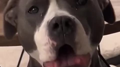 FUNNY DOGS : MAMA COMING WE SUPPOSED TO BE SLEEP PLAY SLEEP