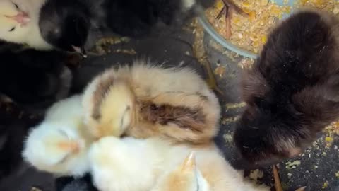 Cute little chicks