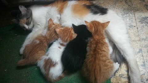 Mummy Cat Adore Breastfeeding Under Computer Table