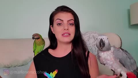 Parrot Training: Teaching Parrot to Talk