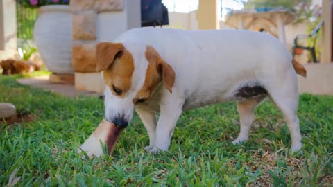 Funny pets playing