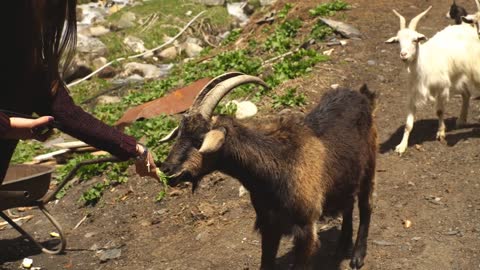 the girl feeds a goat in the mountains