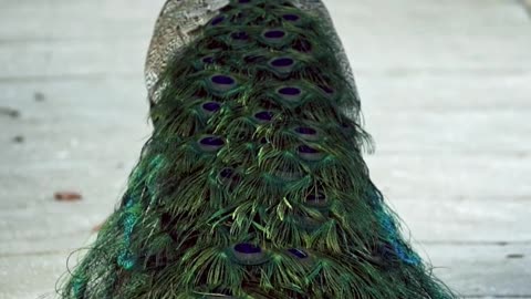 Peacock