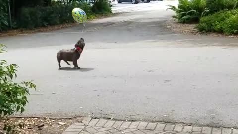 Collab copyright protection - dog birthday balloon jump