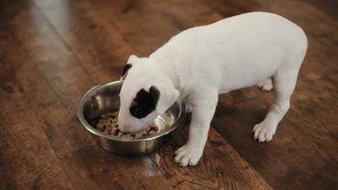 Bullterrier puppy eating