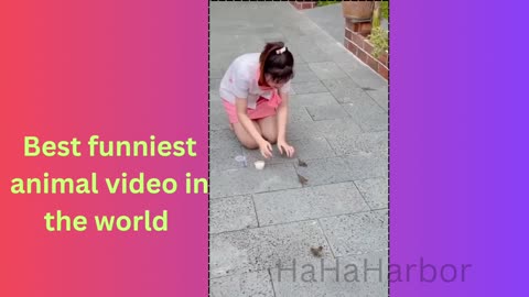 Funny animals 😄hub,funny animals club youtube, 🤣, funny animals dancing 💃😄, funny animals fighting 😄