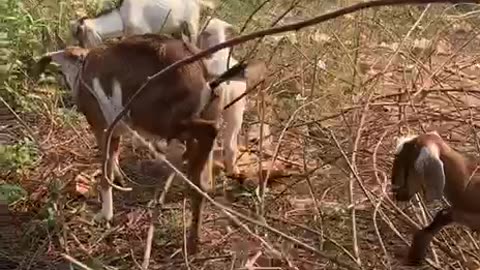 amazing and cute goat5