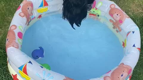 Dog tries bobbing for toys