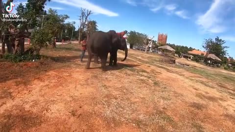 When_your_Bae_is_Jealous_♡_Cute_Elephant_crying(480p)