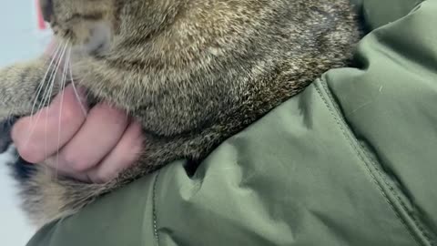 Removing a Hair Tie Stuck in a Cat's Mouth