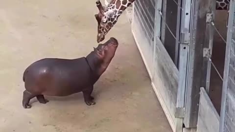 world's SMALLEST hippo and his BEST FRIEND giraffe