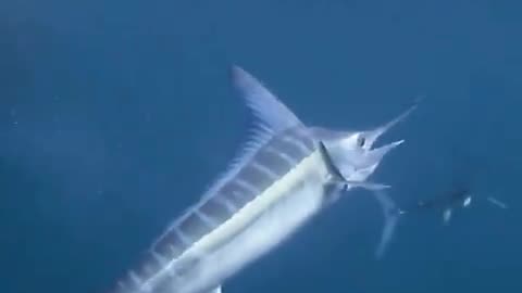 Striped marlin impales fish