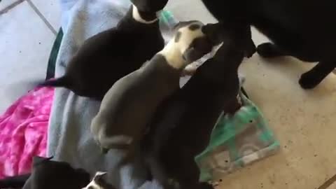 Foster puppies meet Freddy, the 3-legged cat, for the first time