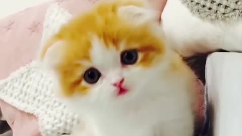 So sweet cat😍😍video Part 1