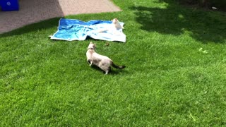 Chipmunk Plays with Furry Friends