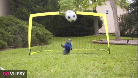 Cat Goalie