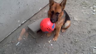 A dog playing with a ball