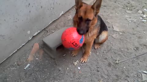 A dog playing with a ball