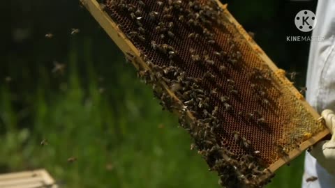 Beekeeping and honey production