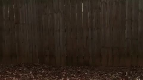 Black dog jumps huge fence