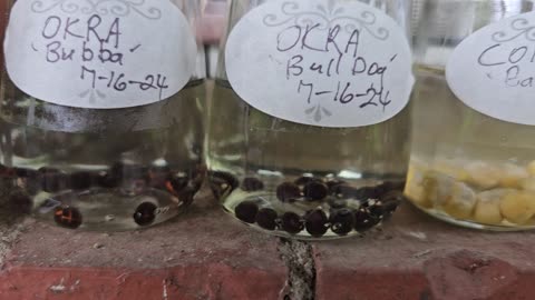 Soaking & Sprouting Seeds for a Fall Garden. 07/17/2024