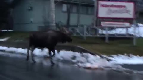 Bull Moose Follows Family