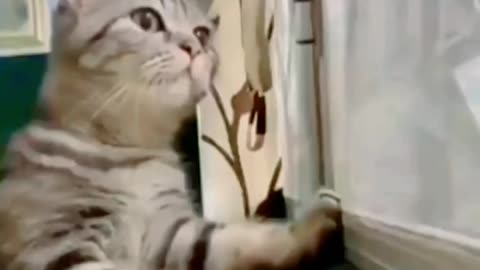 Funny cat video😂