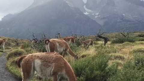 Torres del paine national park, South america travel, Beautiful places to travel