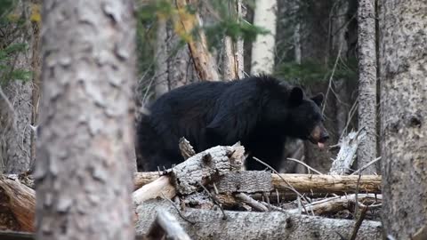 Bear In The Woods