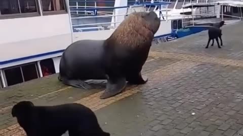 Encounter Sea Lions😱🦁The Oceanic Icons#sealion